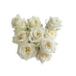 White Shimmer Rose White, 50 Cm