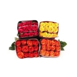 Bulk Roses - Premium Ecuadorian Mixed Box - 60 Cm