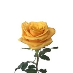 Bumblebee Rose - Yellow With Apricot, 50 Cm