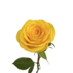 Brighton Rose Bright Yellow, 50 To 60 Cm