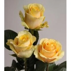 Butterscotch Rose Light Yellow, 40 To 50 Cm