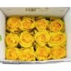 Golden Globe Rose Bright Yellow, 50 To 60 Cm