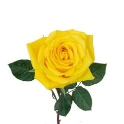 Goldfinch Rose Bright Yellow, 50 To 60 Cm