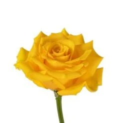 High & Exotic Yellow Rose, 50-60cm