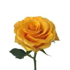 Queen Bee Rose - Yellow, 40 To 50 Cm