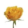 Reeva Rose Yellow, 50 Cm