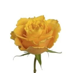 Reeva Rose Yellow, 50 Cm