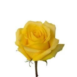 Tara Rose Yellow, 40 Cm