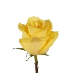 Bulk Rose - Bright Yellow - Minimum 40 Cm