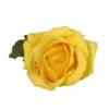 Tara Rose Yellow, 60 Cm