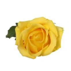Tara Rose Yellow, 60 Cm