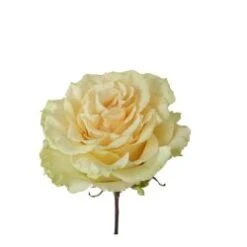 Toscana Rose Large Head Butter Light Yellow, 50 Cm