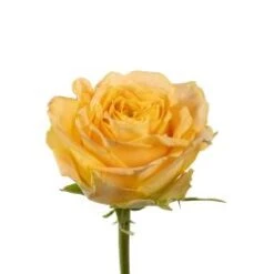 Turtle Rose Yellow, 50 Cm, Open Wide Long Lasting Garden Type