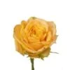 Turtle Rose Yellow, 60 Cm, Open Wide Long Lasting Garden Type