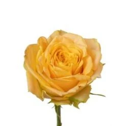 Turtle Rose Yellow, 60 Cm, Open Wide Long Lasting Garden Type