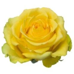 Cubana Rose Bright Yellow With Huge Heads, 50 To 60 Cm