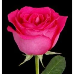 Sweet Heart Rose, Hot Pink