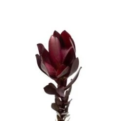 Safari Sunset, 60 To 70 Cm