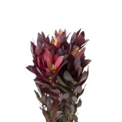 Safari Sunset, 80 To 90 Cm