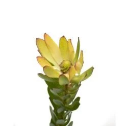 Safari Gold Strike, Lenox, 50 To 60 Cm