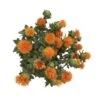 Safflowers Orange