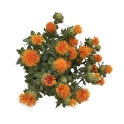 Safflowers Orange