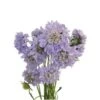 Scabiosa Lavender (Blue)
