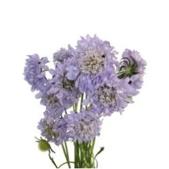 Scabiosa Lavender (Blue)