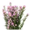 Aster Super Tall Carnival Purple, 80cm