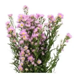 Aster Super Tall Carnival Purple, 80cm