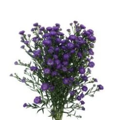 Aster Double Purple Super