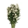 Aster Super Tall Carnival White, 80cm