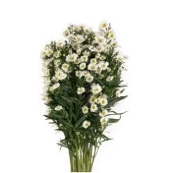 Aster Super Tall Carnival White, 80cm