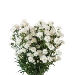 Aster Double Bloom White Super