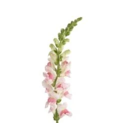 Snapdragon Apple Blossom, California (Medium)