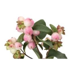 Snow Berries Pink, 60cm