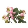 Snow Berries Pink, 70 - 80 CM