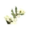 Snow Berries White, 50 - 60cm