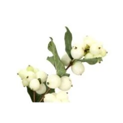 Snow Berries White, 50 - 60cm