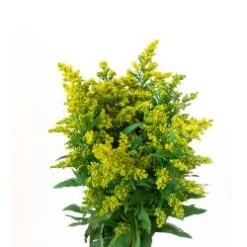 Solidago Super 70 To 80 Cm, Golden Glory - Morning Glory
