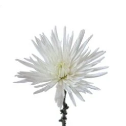 Spider White Anastasia