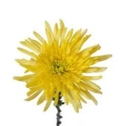 Spider Mum Yellow
