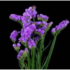 Statice Blue, Tissue Culture, 70cm