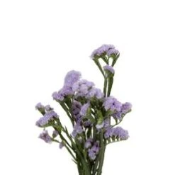 Statice Lavender, Tissue Culture, Super Grade