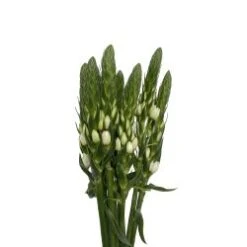 Ornithogalum Star Of Bethlehem, 50cm