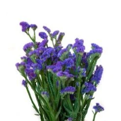Statice Purple, Tissue Culture, Super Grade
