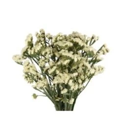 Statice Yellow, Tissue Culture, Super Grade