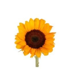 Sunflower Yellow With Black Center