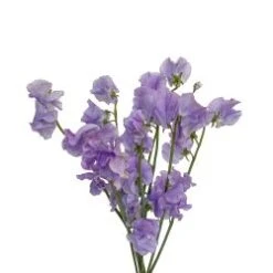 Sweet Peas Lavender (Lathyrus)