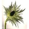 Thistle Eryngium Green Jackpot